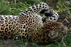 leopards gomo gomo IMG_4898.JPG